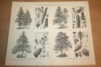 Antieke prent - Diverse soorten naalbomen - Ca 1885 !!, Gebruikt, Ophalen of Verzenden, Voor 1940