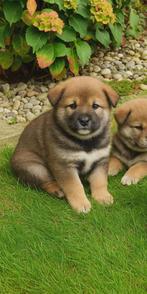 Shiba inu pups, Dieren en Toebehoren, België, Particulier, Overige rassen, CDV (hondenziekte)