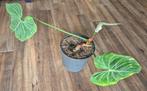 Philodendron gloriosum zebra, Huis en Inrichting, Kamerplanten, Overige soorten, Minder dan 100 cm, Groene kamerplant, Halfschaduw