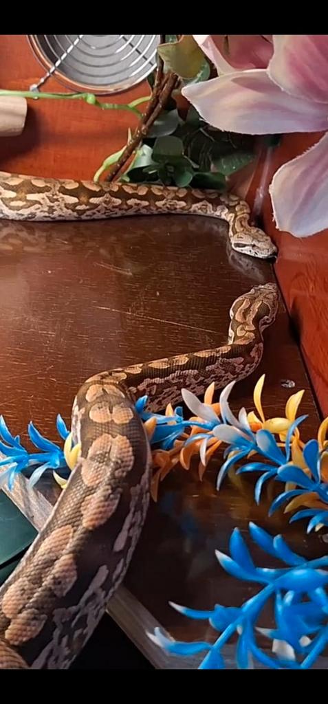 Dumeril Boa man en vrouw