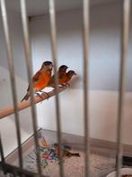 Diverse Bastaarden van sint, Dieren en Toebehoren, Vogels | Kanaries, Mannelijk, Kleurkanarie