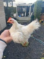 Serama haan zijdeveder zijdeveer, Mannelijk, Kip