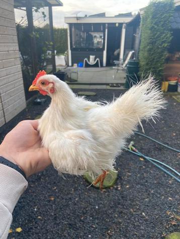 Serama haan zijdeveder zijdeveer beschikbaar voor biedingen