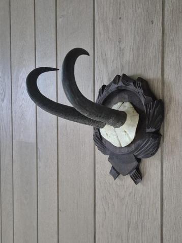 Mooie Gems Schedel op een prachtig  houten schild jacht c57 beschikbaar voor biedingen