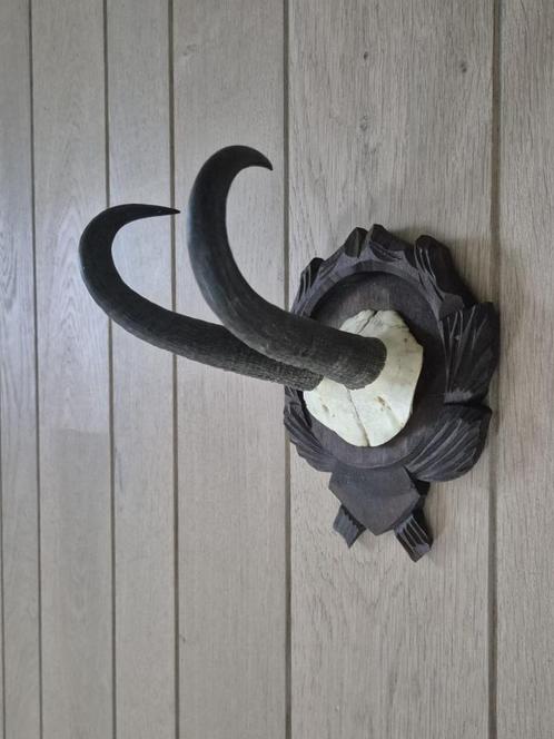 Mooie Gems Schedel op een prachtig  houten schild jacht c57, Verzamelen, Dierenverzamelingen, Schedel, Wild dier, Ophalen of Verzenden