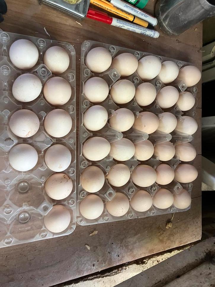 Broedeieren wyandotte kriel goud zwart en blauw gezoomd, Dieren en Toebehoren, Pluimvee, Kip, Geslacht onbekend