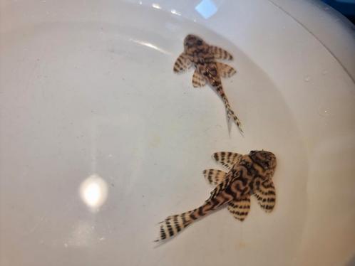 Hoge kwaliteit L66 F1, Dieren en Toebehoren, Vissen | Aquariumvissen, Zoetwatervis, Vis, Schoolvis