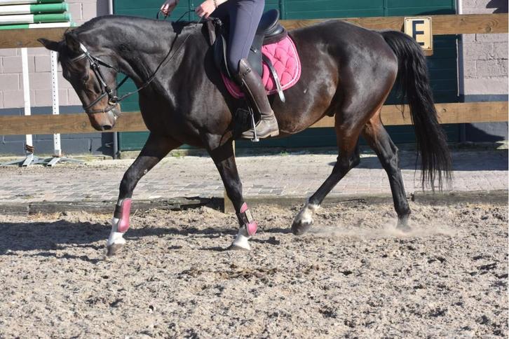 Brave, correcte ,  grote E ruin , betuigd en bereden, Dieren en Toebehoren, Paarden, Ruin, B, Minder dan 160 cm, 11 jaar of ouder
