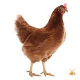 Bruine legkippen / leghennen  beschikbaar voor biedingen