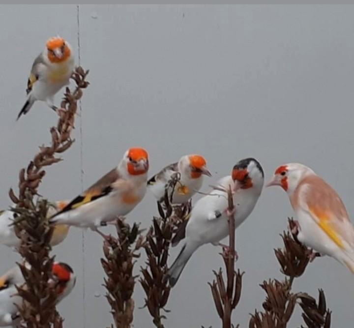 Mooie forse onverwante koppels majoor putters kweek 2025, Dieren en Toebehoren, Vogels | Overige Vogels, Wildzangvogel, Meerdere dieren