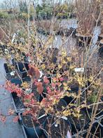 Hamamelis Toverhazelaar - Geel en Rood, Ophalen of Verzenden, Overige soorten, Struik, Minder dan 100 cm