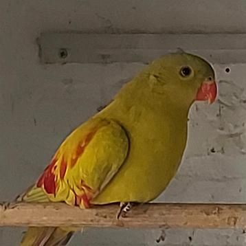 Pastel bergparkiet pop  beschikbaar voor biedingen