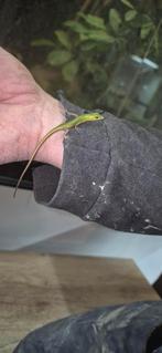 lamprolepis smaragdina ( smaragd skink ) cb 2025, Ophalen of Verzenden, Nieuw, Overige typen
