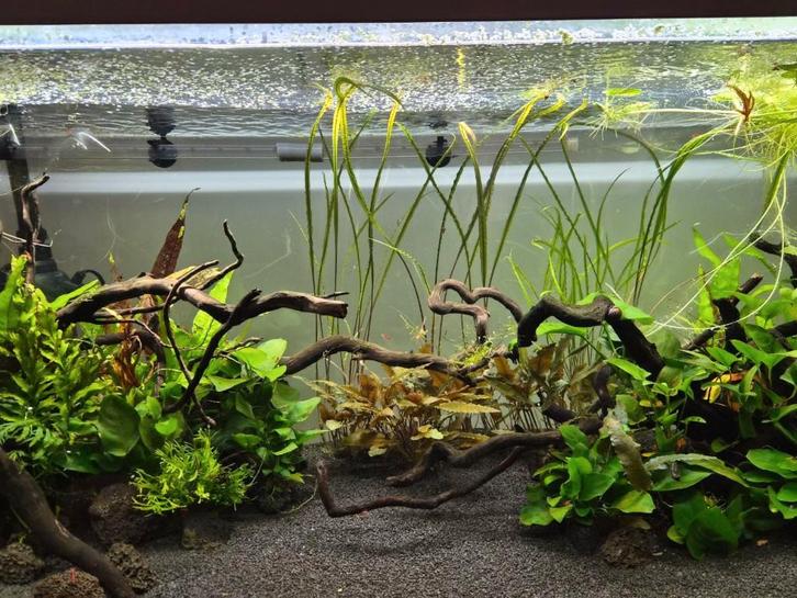 Complete Eheim Vivaline 240 set – garnalen & toebehoren, Dieren en Toebehoren, Vissen | Aquaria en Toebehoren, Gebruikt, Gevuld zoetwateraquarium