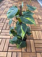 Philodendron  brasil, Overige soorten, Minder dan 100 cm, Groene kamerplant, Halfschaduw