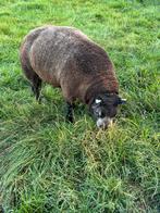 Stamboek Blauwe texelaar dekram., Dieren en Toebehoren, Schapen, Geiten en Varkens, Vrouwelijk, Schaap