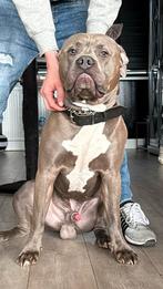 Dekreu American bully  pitbullxl  ter dekking aangeboden‼️, Dieren en Toebehoren, Rabiës (hondsdolheid), Reu, 1 tot 2 jaar, Eén hond