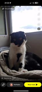 Kitten, Kater