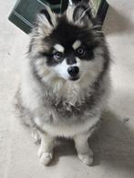 Pomsky pup, Dieren en Toebehoren, Honden | Poolhonden, Keeshonden en Oertypen, Rabiës (hondsdolheid), 15 weken tot 1 jaar, Eén hond