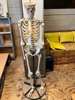Halloween Skelet met Standaard, Ophalen