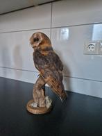 taxidermie opgezette uil, Verzamelen, Dierenverzamelingen, Ophalen of Verzenden, Zo goed als nieuw, Vogel, Opgezet dier