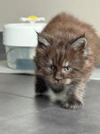 Main Coon kittens met stamboom, Dieren en Toebehoren, Katten en Kittens | Raskatten | Langhaar, Meerdere dieren, Gechipt, 0 tot 2 jaar