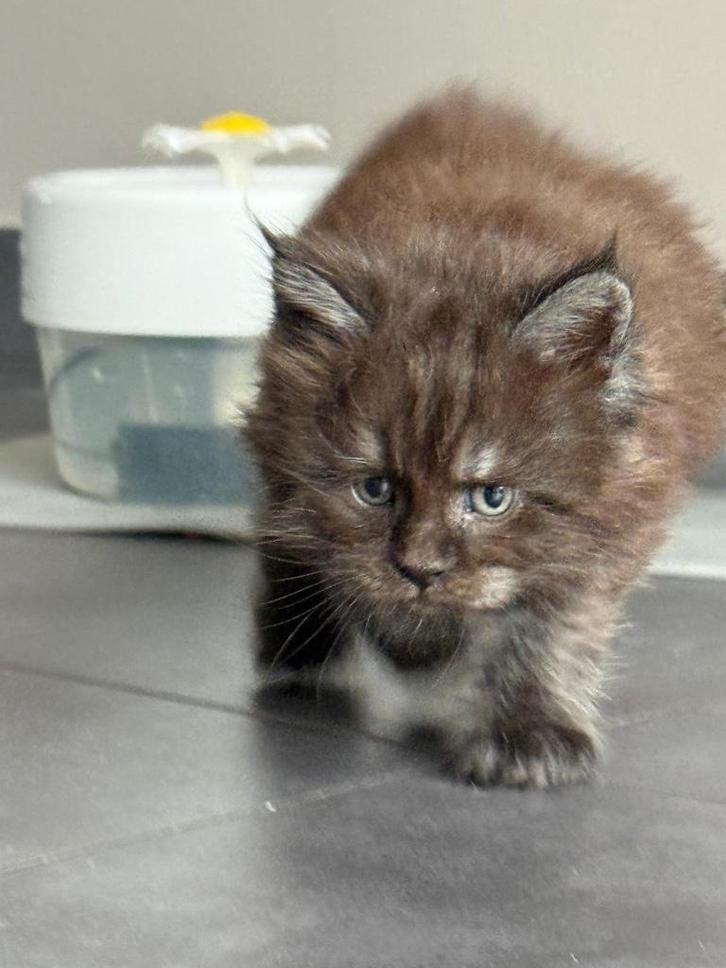 Main Coon kittens met stamboom, Dieren en Toebehoren, Katten en Kittens | Raskatten | Langhaar, Meerdere dieren, 0 tot 2 jaar