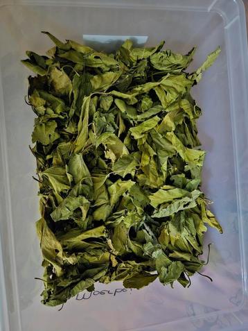 Moerbeiblad (garnalen/voeding/slakken/vissen/aquarium) beschikbaar voor biedingen