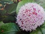 Clerodendrum bungei, Overige soorten, Vaste plant, Ophalen of Verzenden, Halfschaduw