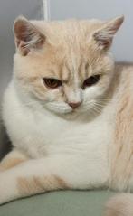 Brits Korthaar Kittens met STAMBOOM, Meerdere dieren, Met stamboom, 0 tot 2 jaar