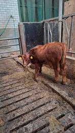 Red angus stiertje, Dieren en Toebehoren, Schapen, Geiten en Varkens, Mannelijk, Geit