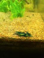 Blauwe neocaridina garnalen, Dieren en Toebehoren, Kreeft, Krab of Garnaal, Zoetwatervis