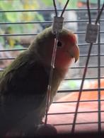 Agapornis, Ophalen of Verzenden