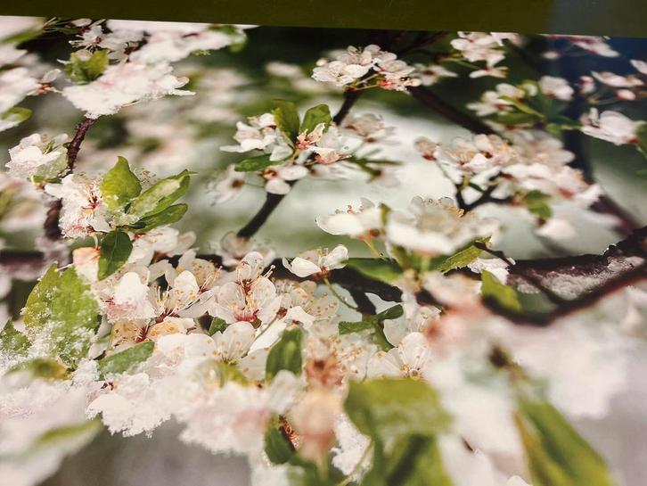 Fotobehang bloesem, Huis en Inrichting, Stoffering | Behang, Ophalen of Verzenden