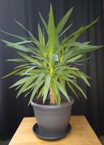 Yucca elephantipes / Palmlelie 90 cm, Huis en Inrichting, Kamerplanten, Ophalen, Ficus, Halfschaduw, In pot