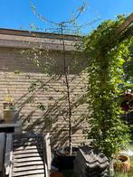 Morellen boom, Ophalen, Minder dan 100 cm, In pot, Kersenboom