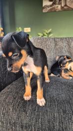 Pups boerenfox/parson russel terrier, Dieren en Toebehoren, Honden | Jack Russells en Terriërs, Jack Russell Terriër, 8 tot 15 weken