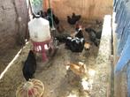 australorp groot, Dieren en Toebehoren, Pluimvee, Mannelijk, Kip