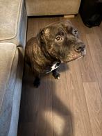 Amerikaanse staffords, Rabiës (hondsdolheid), Reu, Groot, Meerdere