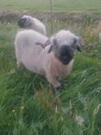 Mooie Walliser Schwarznase ooi, Dieren en Toebehoren, Schapen, Geiten en Varkens, Vrouwelijk, Schaap, 3 tot 5 jaar