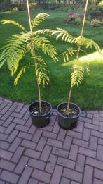 Slaapboom, Tuin en Terras, Planten | Tuinplanten, Ophalen, Overige soorten, Volle zon