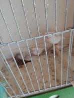 Zebravinken van dit jaar, Dieren en Toebehoren, Meerdere dieren, Tropenvogel