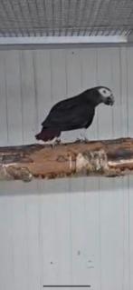 Thimney Gryze roofstaart, Vrouwelijk, Papegaai, Geringd