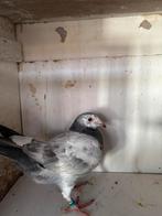 Duiven, Meerdere dieren, Postduif