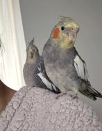 2 valkparkieten, 2 kooien en speelgoed, Meerdere dieren, Parkiet