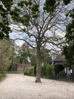 Walnotenhout, Doe-het-zelf en Verbouw, Hout en Planken, Ophalen, Overige houtsoorten, Minder dan 200 cm, Plank