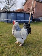 Broedeieren grote Brahma wit zwart, Dieren en Toebehoren, Pluimvee, Geslacht onbekend, Kip