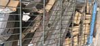 diverse haardhout., 6 m³ of meer, Ophalen of Verzenden, Overige houtsoorten, Blokken
