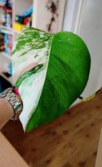 Monstera variegata, Ophalen, Overige soorten, Minder dan 100 cm