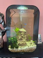 Biorb aquarium 60L zwart incl vissen en toebehoren, Ophalen, Zo goed als nieuw, Gevuld zoetwateraquarium